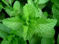 Peppermint Seeds | Heirloom Non-GMO | Fragrant Culinary Herb with Lilac-Pink Flowers | Mentha piperita
