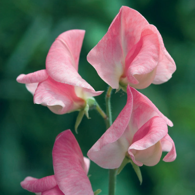 Sally Ann Sweet Pea Seeds – 50+ Creamy White Blooms – Climbing Flower Vine for Bouquets, Trellises & Cottage Gardens – Lathyrus odoratus