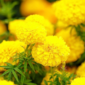 Mary Helen Marigold Seeds – Golden-Yellow Double Blooms, Summer Annuals for Garden Beds, Borders & Pots, Tagetes erecta, 25+ Seeds