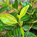 Peperomia angulata ‘Funky Frog’ Unrooted 4-Inch Live Cuttings, Variegated Trailing Houseplant, Easy-Care Indoor Plant