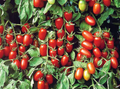 Baby Roma Tomato Seeds – Heirloom, High-Yield, Small Juicy Plum Tomatoes, Solanum lycopersicum, 30 Seeds