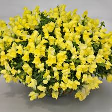 Candy Showers Yellow Snapdragon Seeds – Cascading Bright Yellow Blooms for Gardens & Hanging Baskets | Antirrhinum majus | 1000+ Seeds
