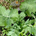 Dwarf Siberian Improved Kale Seeds | Non-GMO Heirloom Brassica oleracea | Nutritious, Cold-Hardy, Easy to Grow, Winter Greens