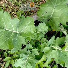 Dwarf Siberian Improved Kale Seeds | Non-GMO Heirloom Brassica oleracea | Nutritious, Cold-Hardy, Easy to Grow, Winter Greens
