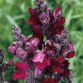 Antirrhinum majus Snappy Black Prince Snapdragon Seeds – 1000+ Deep Crimson Red Blooms for Garden & Bouquets