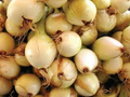 Walla Walla Sweet Onion Seeds – 250mg, Extra Sweet Flavor, Large Bulbs, Cold Hardy, Ideal for Slicing, Salads & Grilling