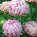 Peony Duchess Apricot Aster Seeds | Soft Pink-Apricot Blooms | 24-28" Tall | Cut Flower Seeds | USDA Zones 3-9