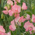 50+ Sally Ann Sweet Pea Flower Seeds – Fragrant White Climbing Vines for Trellis & Bouquets – Lathyrus odoratus, Cool-Season Annual