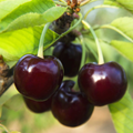 Black Tartarian Cherry Scions for Grafting – Sweet Berry-Like Fruit, Early Blooming, Fresh Cuttings, Prunus avium