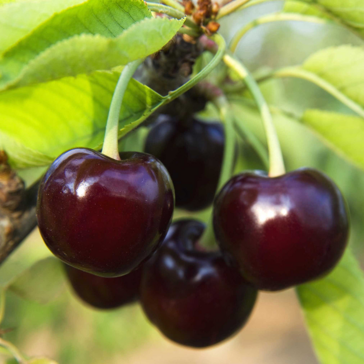 Black Tartarian Cherry Scions for Grafting – Sweet Berry-Like Fruit, Early Blooming, Fresh Cuttings, Prunus avium