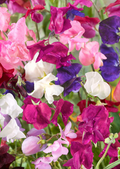 Sweet Pea Vine Seeds 80 Pack Royal Family Flower Garden Mix Fragrant Climbing Vines for Trellises & Fences