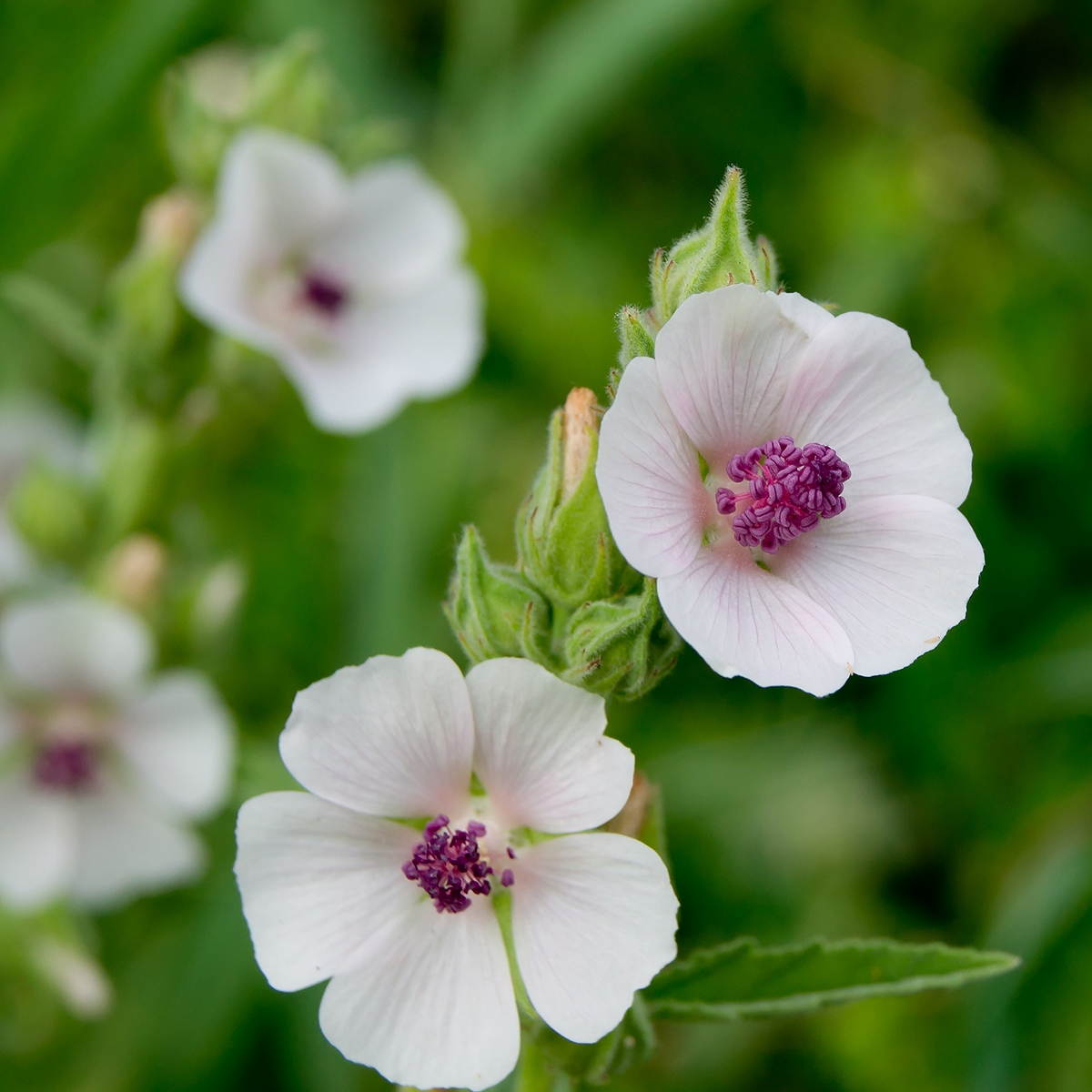 50 Marshmallow Seeds Althaea officinalis Perennial Herb with Pink Blooms, Edible Root, Medicinal & Culinary Uses