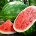 Watermelon Crimson Sweet Seeds – Citrullus lanatus Heirloom Juicy Sweet Fruit for Home Garden Planting