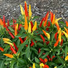 Tabasco Pepper Seeds – Heirloom, Spicy & Tangy, High-Yielding, Non-GMO – Capsicum frutescens