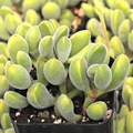 Crassula rogersii ‘Velvet Club’ | 1 Live Bare Root Succulent with Fuzzy Club-Shaped Leaves | Easy-Care Houseplant