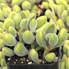 Crassula rogersii ‘Velvet Club’ | 1 Live Bare Root Succulent with Fuzzy Club-Shaped Leaves | Easy-Care Houseplant