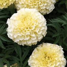 Moonlight Marigold Seeds - Non-GMO, Dwarf Tagetes erecta, Pale Yellow Blooms, 70 Days to Maturity, Garden Borders & Cut Flowers