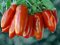 San Marzano Tomato Seeds - Heirloom Paste Tomato, Determinate, Non-GMO, Zones 3-10, Sauce & Canning