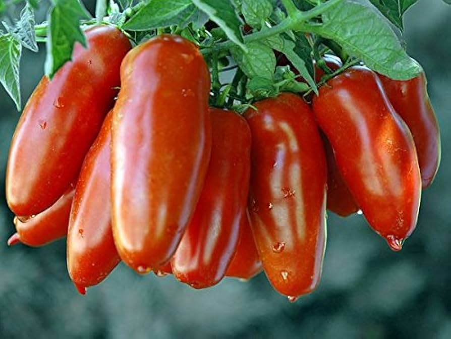 San Marzano Tomato Seeds - Heirloom Paste Tomato, Determinate, Non-GMO, Zones 3-10, Sauce & Canning