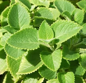 Cuban Oregano Live Herb Plants – 2 Starter Plants, Mexican Mint, Plectranthus amboinicus, Fragrant Fleshy Leaves