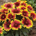 200 Seeds Blanket Flower Gaillardia Perennial Wildflower Native Gaillardia aristata Drought Tolerant Vibrant Blooms