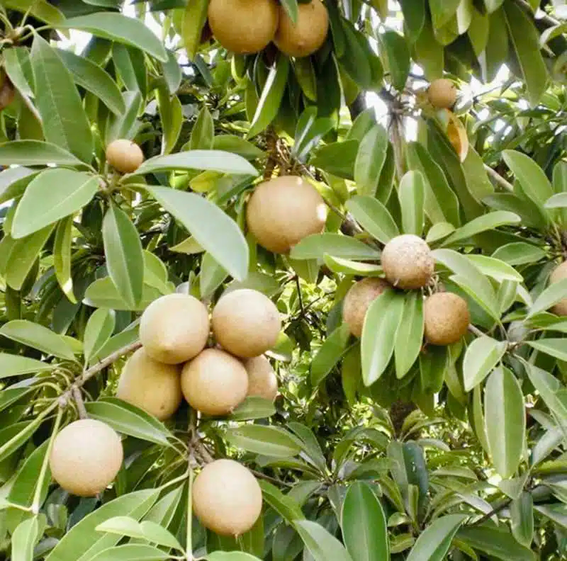 Grafted Sapodilla Tree 24-36” Live Tropical Fruit Tree, Fast Fruiting, Sweet Caramel Flavor, Manilkara zapota, Container-Friendly