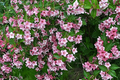 100 Weigela Florida Bush Seeds - Pink & White Flowers, Hardy Perennial Shrub, Pollinator-Friendly Garden Plant, Weigela florida