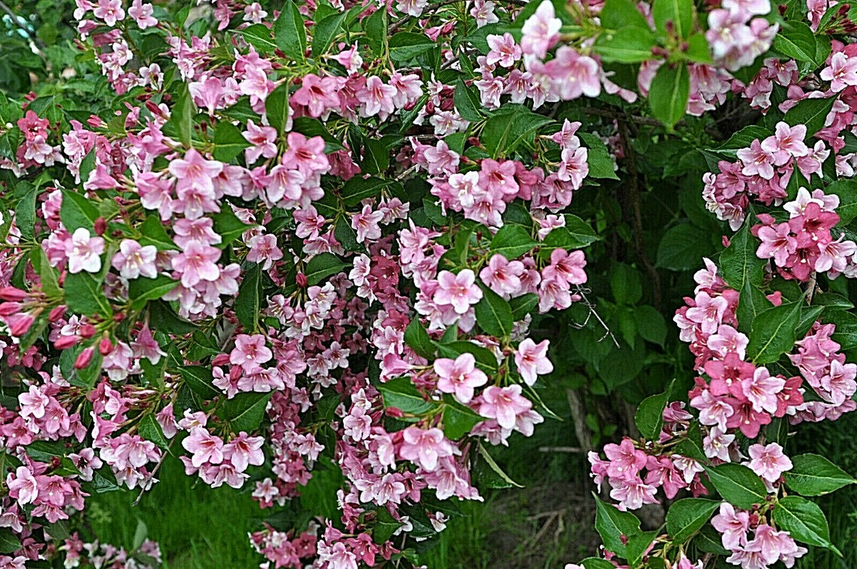 100 Weigela Florida Bush Seeds - Pink & White Flowers, Hardy Perennial Shrub, Pollinator-Friendly Garden Plant, Weigela florida