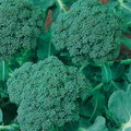 Waltham 29 Broccoli Seeds – Heirloom, Cold-Hardy, High-Yield, Sweet & Tender – Brassica oleracea, Vegetable Seeds