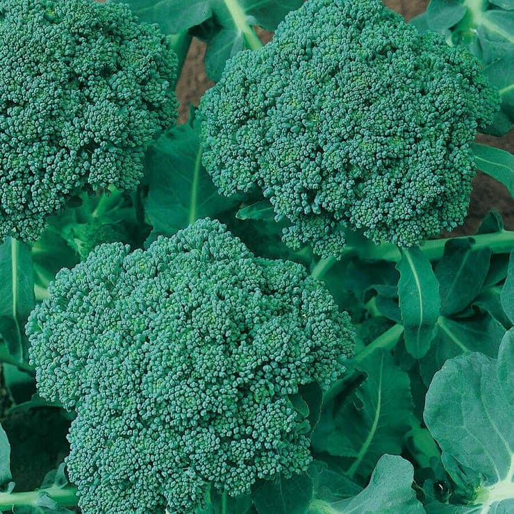 Waltham 29 Broccoli Seeds – Heirloom, Cold-Hardy, High-Yield, Sweet & Tender – Brassica oleracea, Vegetable Seeds