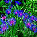 Mountain Blue Cornflower Seeds - Perennial, Violet-Blue Flowers, Pollinator-Friendly, Drought Tolerant, Centaurea montana