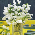 Solstice White Sweet Pea Seeds – 50+ Pure White Blooms, Early-Blooming Climbing Vine for Trellises, Bouquets, Containers, Garden Borders