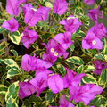 Variegated Purple Bougainvillea Live Plant 7" in 4" Pot Tropical Vining Paper Flower Bright Blooms