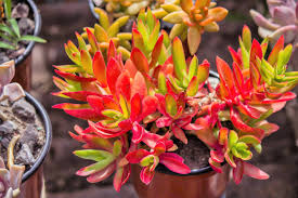 Crassula Campfire Cuttings - 3 Live 2" Unrooted Succulent Plants with Red Foliage for Rock Gardens & Containers, USDA Zones 9-11