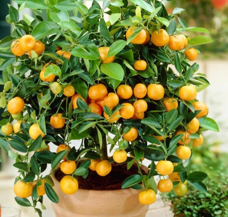 Calamondin Orange Tree Seedling | Potted 4-6" | Self-Pollinating Evergreen Citrus | Zones 8-11
