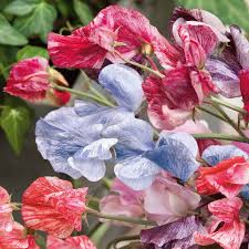 Streamer Mix Sweet Pea Seeds - Fragrant Multicolor Blooms, 5-6 ft Vines, Non-GMO, Zones 1-10, Pollinator & Cut Flower Friendly