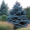 Colorado Blue Spruce Seeds – Picea pungens, Cold Hardy Evergreen, Bonsai & Landscaping, Blue Needle Conifer, Christmas Tree Seeds