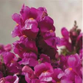 Floral Showers Lilac Snapdragon Seeds | 1000+ Antirrhinum majus | Compact Dwarf Soft Lilac Blooms for Garden & Cut Flowers