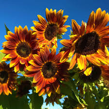 Early Sunflower Seeds – 250mg, Bright Yellow Blooms, Fast Growing Annual, Pollinator-Friendly, Helianthus annuus
