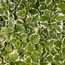 Bare Root Swedish Ivy Plant - Plectranthus coleoides ‘Variegata’ - Trailing, Variegated Foliage, Easy-Care, Fragrant, 4" Live Plant