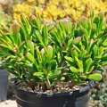 Crassula Ovata Hobbit Jade Bare Root Plant – 2-4 Inch Succulent, Money Tree, Bonsai, Ogre’s Ear, Easy-Care Houseplant
