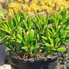 Crassula Ovata Hobbit Jade Bare Root Plant – 2-4 Inch Succulent, Money Tree, Bonsai, Ogre’s Ear, Easy-Care Houseplant