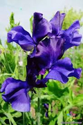 Joyce Stanton Sweet Pea Seeds – Lavender-Violet Fragrant Blooms, Climbing Vines for Trellises, Lathyrus odoratus, 50+ Seeds