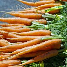 300 Little Fingers Carrot Seeds – Daucus carota Heirloom Mini Baby Carrots for Snacking & Juicing