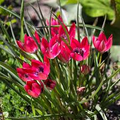 Tulipa ‘Little Beauty’ Dwarf Tulip Bulbs – Pink & Blue Blooms, Perennial, Easy to Grow, 5 Bulbs