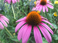 Purple Coneflower Seeds, Echinacea purpurea, Perennial Pollinator Flower, Native Wildflower, Drought-Tolerant, Summer Bloom