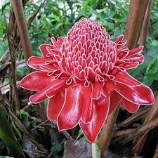 Red Torch Ginger Seeds – Exotic Tropical Flower, 10 Seeds, Flame-Like Bracts, Indoor/Outdoor Plant, Etlingera elatior