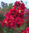 Live Bare Root Red Crape Myrtle Trees - Lagerstroemia indica, 2ft Tall, Ornamental Flowering Trees for Garden Landscaping