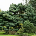 White Pine Tree Bare Root 10-18 Inches Pinus strobus Evergreen Landscaping