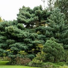 White Pine Tree Bare Root 10-18 Inches Pinus strobus Evergreen Landscaping
